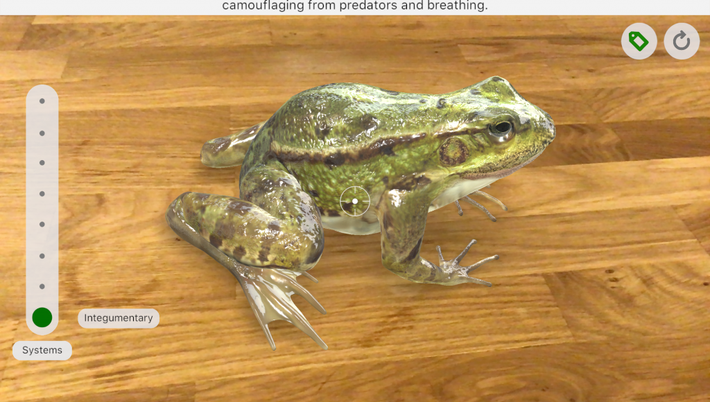 Froggi4